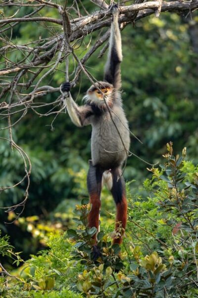 Safari - Finding the most endangered monkey in the World - The ride-and-walk setup: motorbike, private driver style, and your comfort