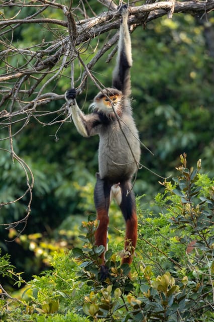 Safari - Finding the most endangered monkey in the World - The ride-and-walk setup: motorbike, private driver style, and your comfort