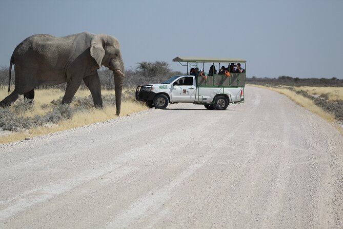 Safari in Etosha national park with professional tour guides born in Etosha. - Watering Holes and Big Four Chances: How the Day Is Built