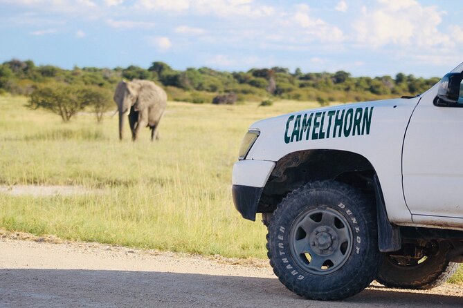 Safari in Etosha national park with professional tour guides born in Etosha. - Half-Day vs Full-Day: Which One Fits Your Pace