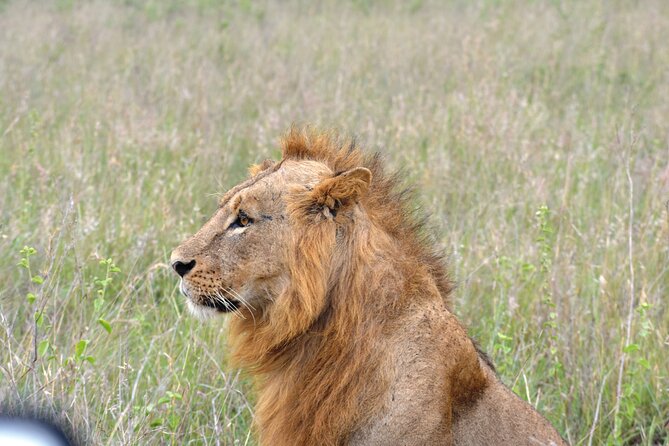 Safari In Nairobi Kenya National Park Half day Tour - Nairobi National Park: Safari Time With a City Skyline