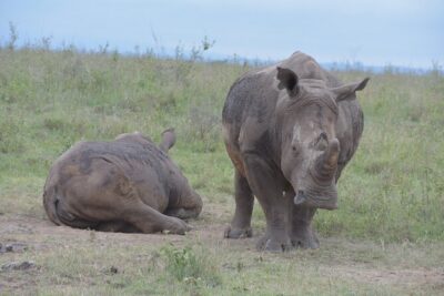 Safari In Nairobi Kenya National Park Half day Tour - Open-Roof Van Game Drives: Better Sights, Better Photos