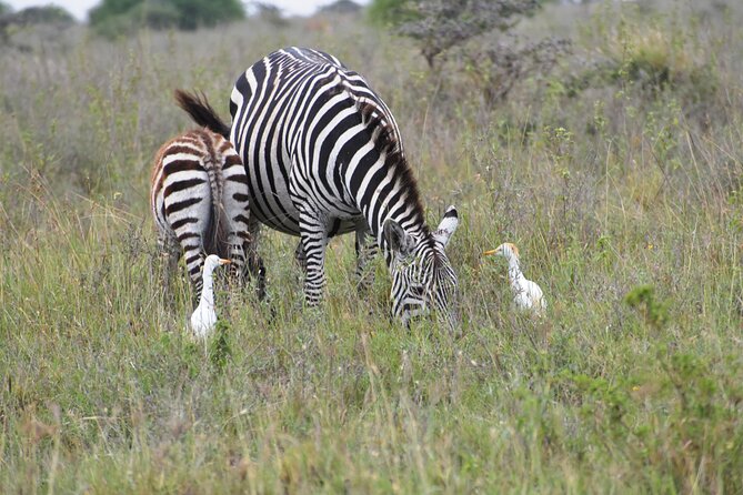Safari In Nairobi Kenya National Park Half day Tour - Morning vs Afternoon Drives: How Timing Affects Your Odds