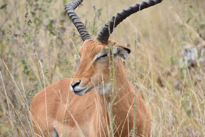 Safari In Nairobi Kenya National Park Half day Tour - Getting From Your Hotel to the Park (and Back)