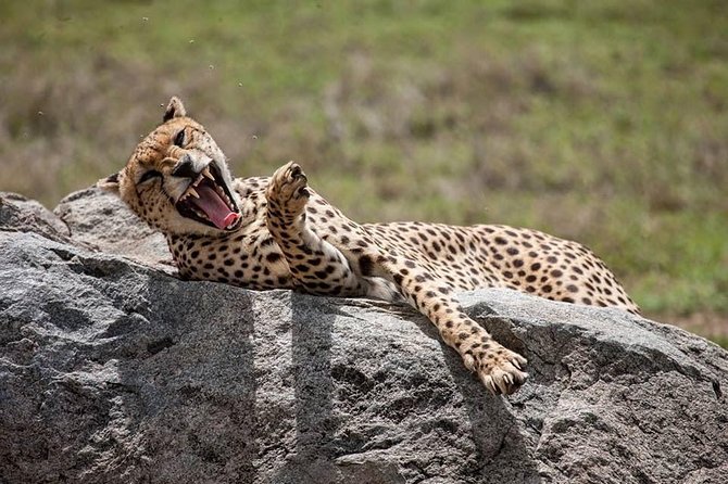Safari in Tanzania 5 days: Manyara, Ngorongoro, Serengeti - Key things I’d mark on your Tanzania checklist