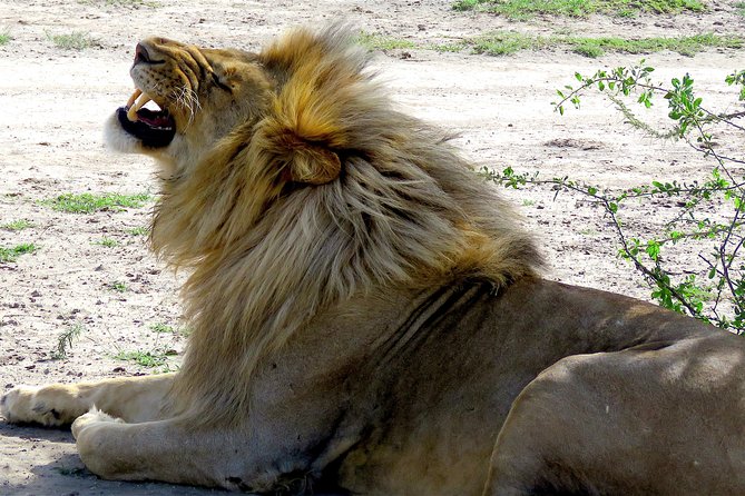 Safari in Tanzania 5 days: Manyara, Ngorongoro, Serengeti - Entering The Circuit: Moshi as Your Base for Manyara, Ngorongoro, and Serengeti
