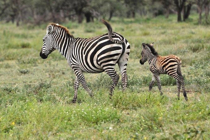 Safari in Tanzania 5 days: Manyara, Ngorongoro, Serengeti - Day 5 Back to Arusha: Rift-Wall Road Views and a Final Tanzania Meal