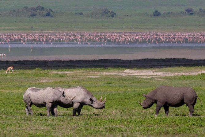 Safari in Tanzania 5 days: Manyara, Ngorongoro, Serengeti - What’s Included (and Why That Changes Your Actual Trip Feel)