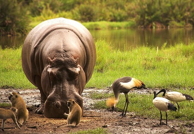 Safari Kenya with Patrick - Day 1 and Day 2 game drives in Tsavo East: how to get the best sightings