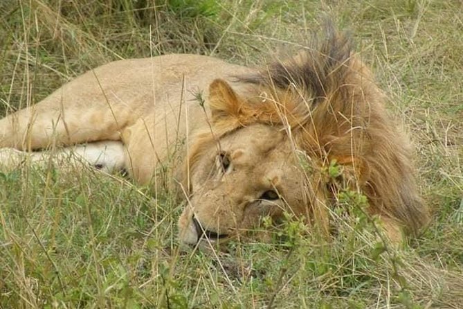Safari Kenya with Patrick - Maasai Mara National Reserve: a short stop that can still land