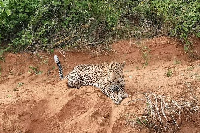 Safari Kenya with Patrick - Price and value: $418.12 that depends on what you confirm