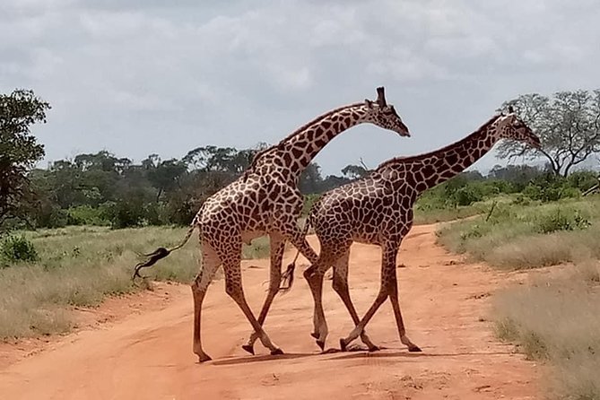 Safari Kenya with Patrick - Culture village and Maasai time: why this stop is more than a photo stop