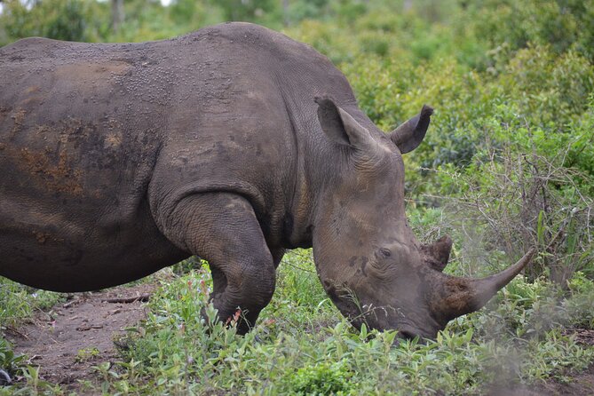 Safari & PheZulu Village Day Tour from Durban - Morning Logistics: 7:30 Pickup and How to Make the Day Feel Easy