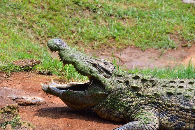 Safari & PheZulu Village Day Tour from Durban - Price and Value: Why This Mini Safari Works for Short Trips