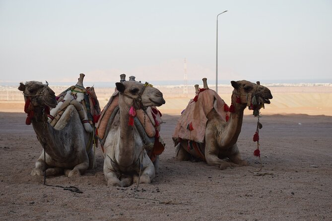 Safari Quad Bike Adventure, Camel, Show, Dinner & Stargazing - Logistics that can affect your mood: crowds, start delays, and groups