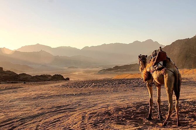 Safari quad, jeep, camel ride, show and dinner Hurghada - Value and price: what $30.24 buys in real life
