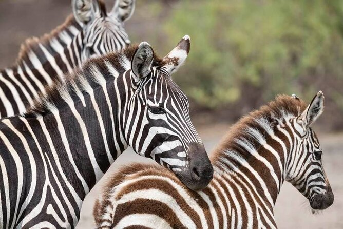 Safari Serengeti And Ngorongoro - Northern Circuit in 5 Days: Why Serengeti and Ngorongoro Work