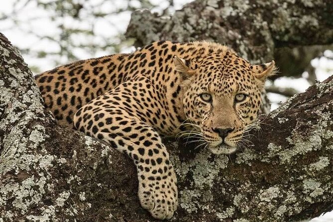 Safari Serengeti And Ngorongoro - Ngorongoro Crater: Descend for High-Density Wildlife and a Picnic Lunch