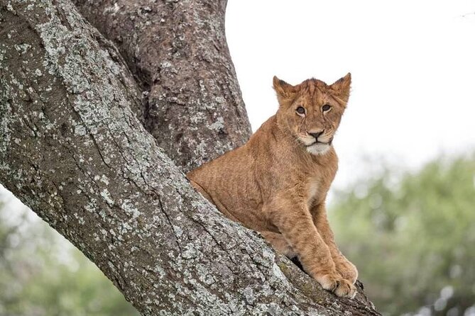 Safari Serengeti And Ngorongoro - Karatu Markets and Local Culture Time Without the Hard Sell