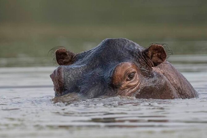 Safari Serengeti And Ngorongoro - Comfort and Timing: Long Game Drives, Real Meals, and the 8:00 Start