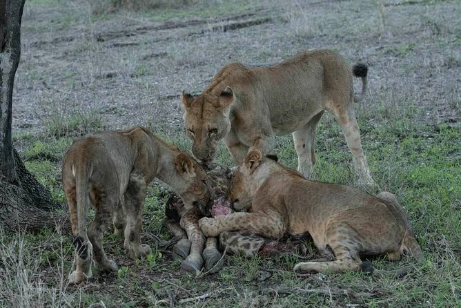 Safari Serengeti And Ngorongoro - Guides Matter: When Spotting Turns Into Big-Five Moments