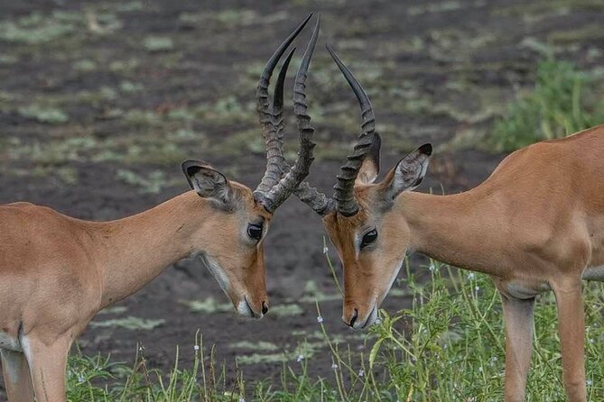 Safari Serengeti And Ngorongoro - Two Days in Serengeti: Full-On Game Drive Time for the Big Names