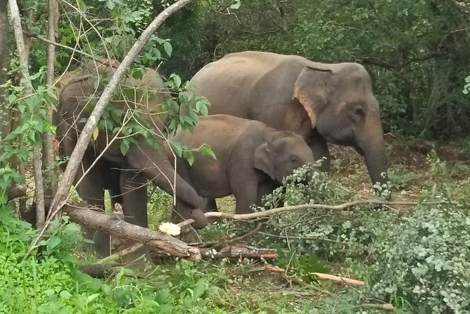 Safari Tour at Minneriya National Park - How Minneriya turns a safari into real animal watching