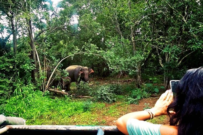 Safari Tour at Minneriya National Park - Getting more than elephants: wildlife you can actually notice