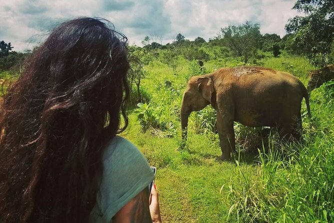 Safari Tour at Minneriya National Park - Price and value: $76 for a 4WD safari with the admission included