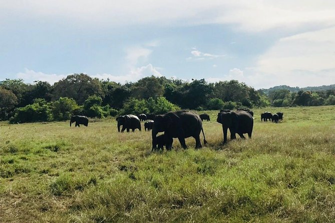 Safari Tour at Minneriya National Park - Riding out in a 4WD jeep that’s built for rough roads