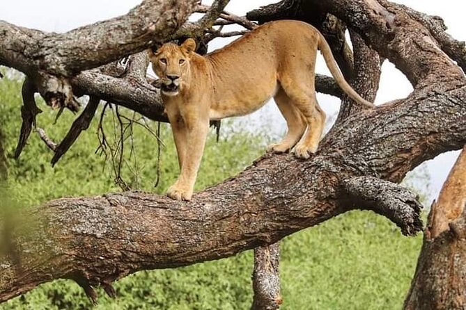 Safari Tour; Nairobi National Park - Getting There: Hotel Pickup, Open-Top Vans, and Morning Timing