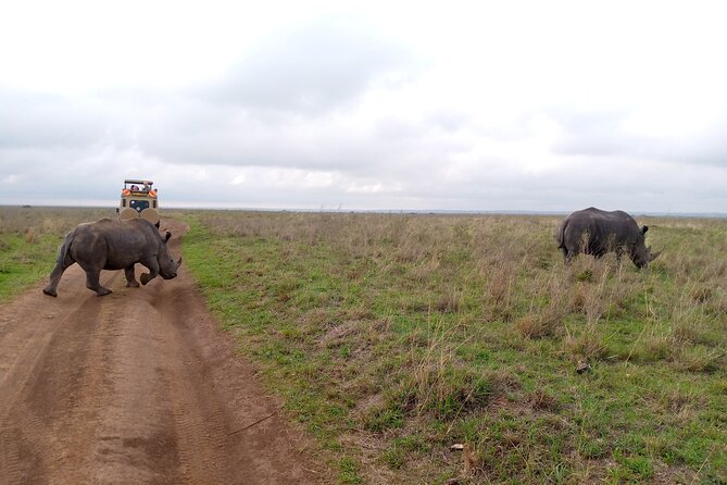 Safari Tour; Nairobi National Park - Guides Who Can Spot Wildlife Fast (Joseph, Edwin, David, Peter, Lawrence)