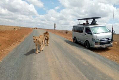 Safari Tour; Nairobi National Park - Inside the Park: What You’re Really Chasing in 4–5 Hours