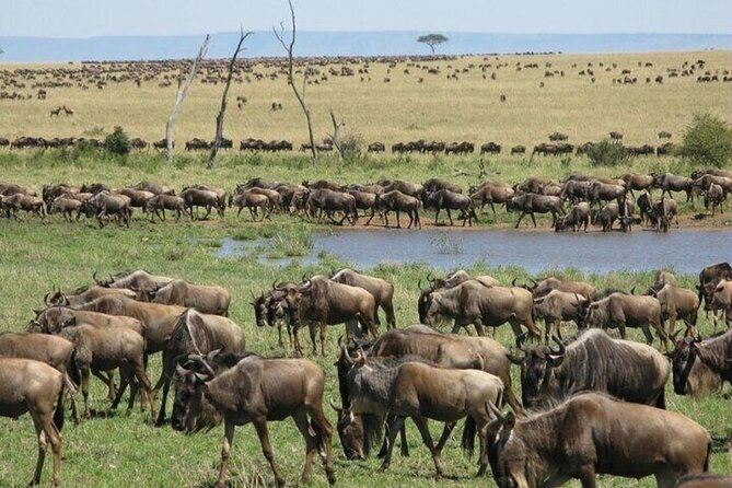 Safari Tour; Nairobi National Park - Park Entry Fee and Budgeting the True Cost