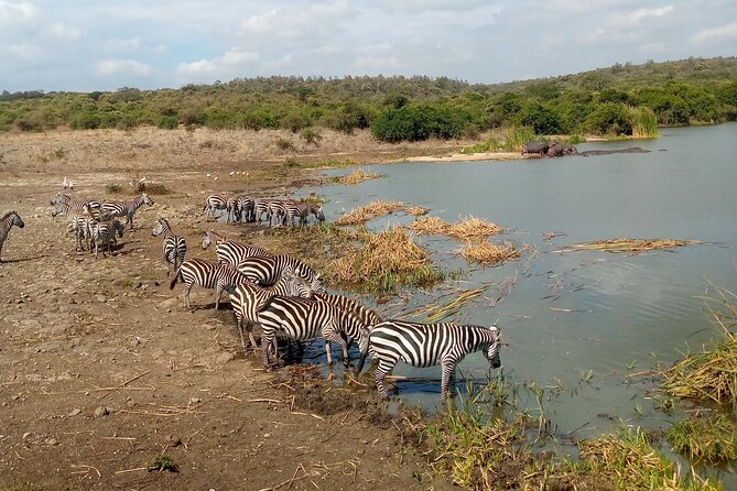 Safari Tour; Nairobi National Park - Group Size, Value, and What Can Go Wrong