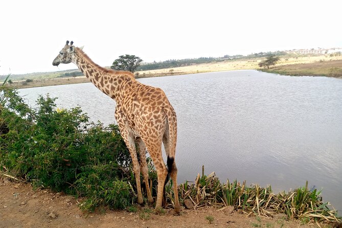 Safari Tour; Nairobi National Park - What to Do Before You Go: Comfort and Photo Tips That Matter