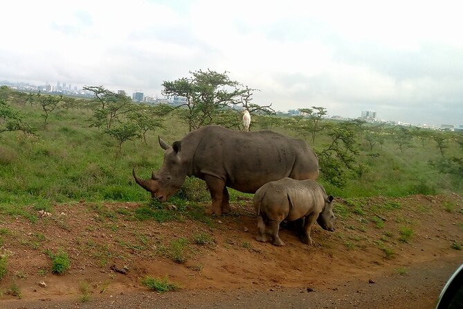 Safari Tour; Nairobi National Park - Who This Safari Fits Best (and Who Should Rethink It)