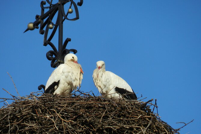 Safari-Tour Villages and vineyard, 1/2 day afternoon - The Colmar starting point: why 6 Rue Turenne is a smart anchor