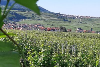 Safari-Tour Villages and vineyard, 1/2 day afternoon - Eguisheim: 45 minutes to reset your eye (and your pace)