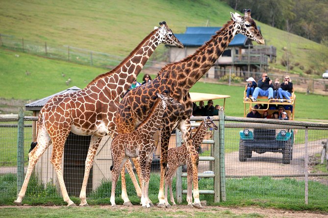 Safari West Sonoma Adventure Tour - Quick Hits Before You Go