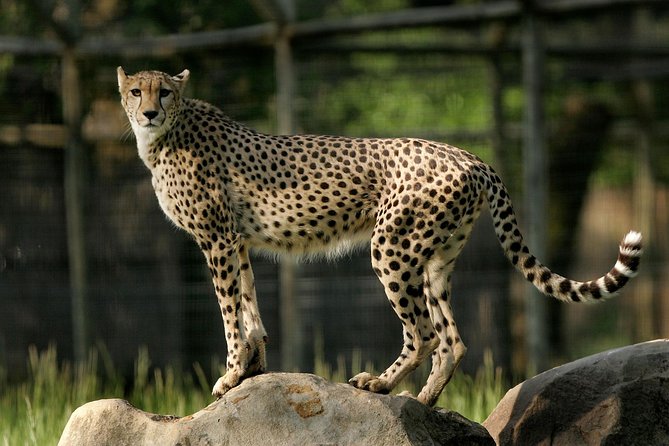 Safari West Sonoma Adventure Tour - The wildlife sightings you’ll plan your eyes for