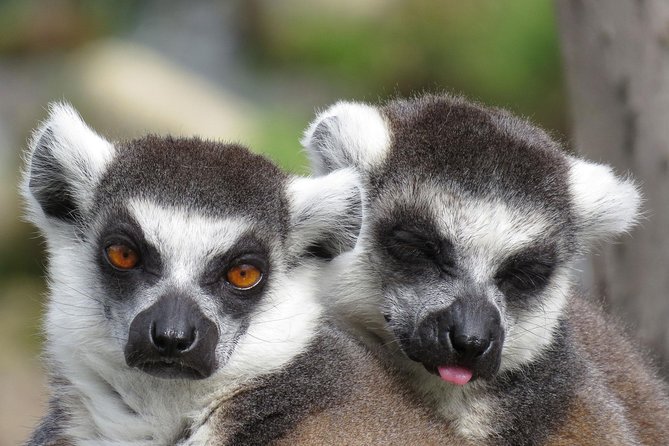Safari West Sonoma Adventure Tour - The guide makes the difference: what to look for in your tour