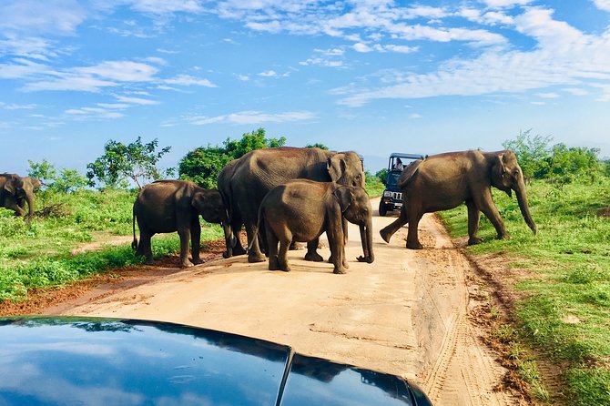 Safari with Sheran Udawalawe National Park - Udawalawe National Park: where elephant sightings actually feel realistic