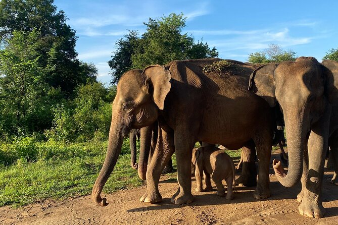 Safari with Sheran Udawalawe National Park - The 4 to 5 hour game drive: when to aim for your best chances