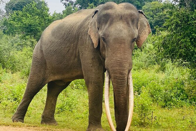 Safari with Sheran Udawalawe National Park - Binoculars and bird books: why this isn’t just an elephant chase