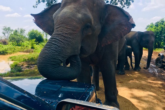 Safari with Sheran Udawalawe National Park - Park entrance fee and the real price math in Udawalawe