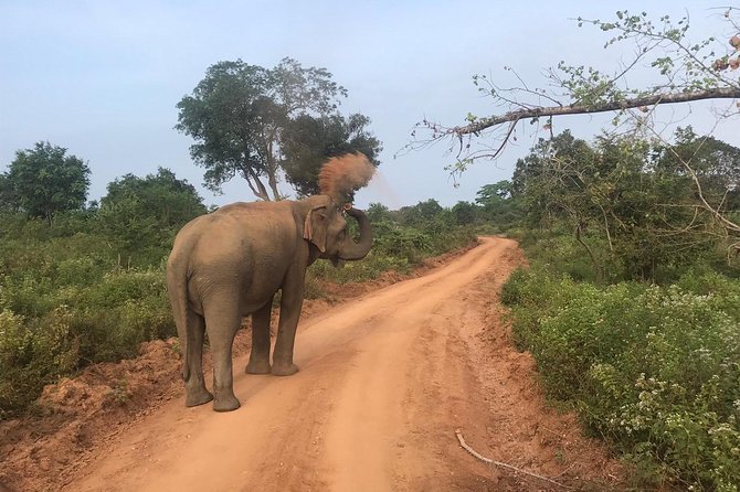 Safari with Sheran Udawalawe National Park - Pickup, mobile ticket, and how to keep things smooth