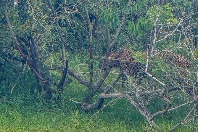 Safari with Sheran Udawalawe National Park - Who should book this Udawalawe safari, and who should adjust expectations