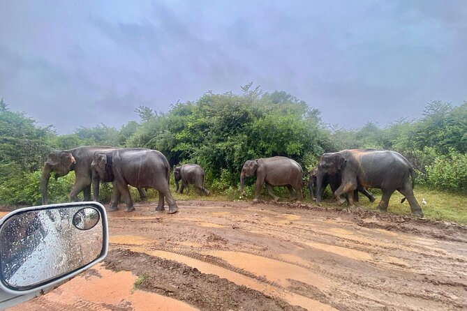 Safari with Sheran Udawalawe National Park - Should you book Sheran’s Udawalawe National Park safari?