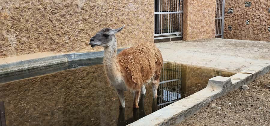 Safari World Zoo and Wahiba Sands with Sunset - Guide quality and the small-group advantage (with real examples)